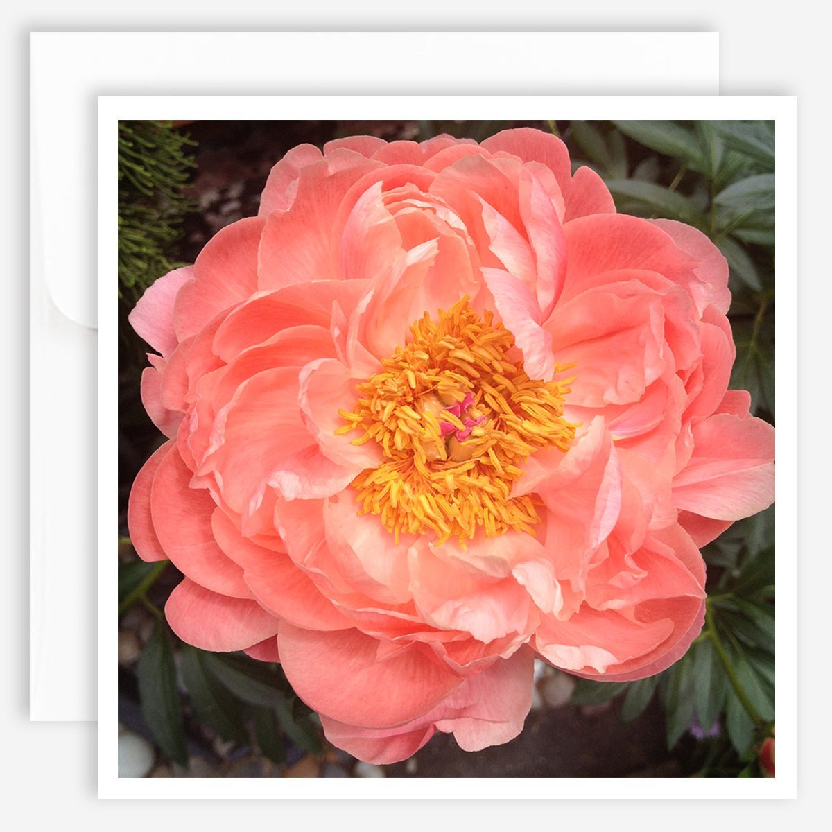 Note Card - Peony - Jao Brand