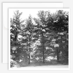 Note Card - Winter Trees - Jao Brand